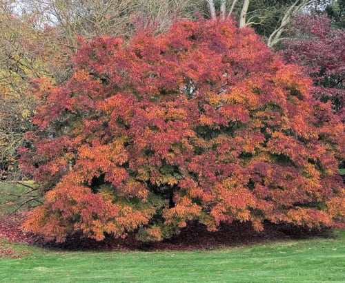 The kaleidoscopic Acer palmatum "Seiryu" in the Main Arboretum