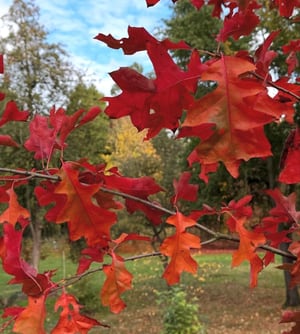 Autumn