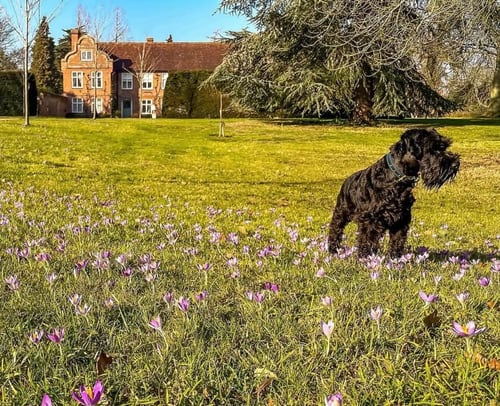 Coco, one of the family's miniature schnauzers, with spring crocuses