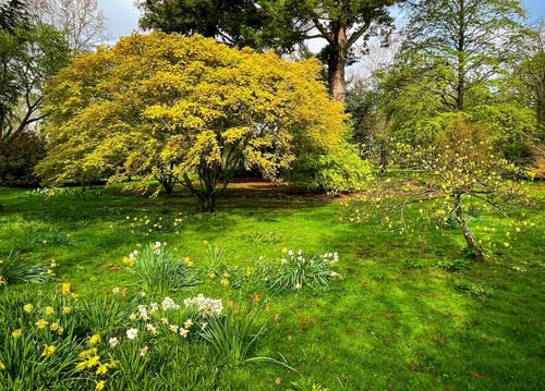 Bright flush of new foliage on Acer palmatum 'Katsura'