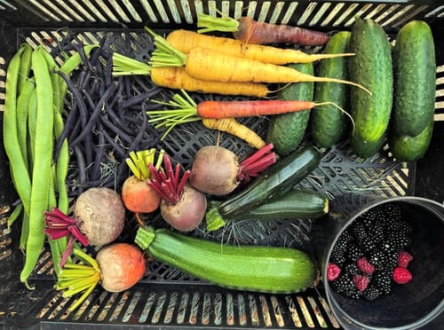 Kitchen Garden produce in mid Summer
