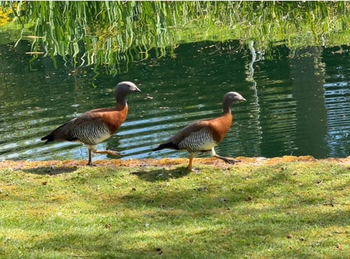 Ashy-headed Geese resplendent in the Summer sun by the Moat