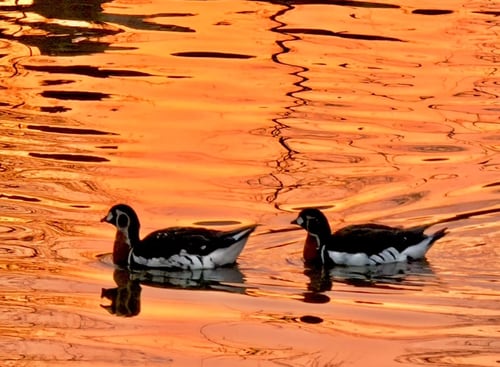 Red-breasted Geese on the duckpond in the low winter sun