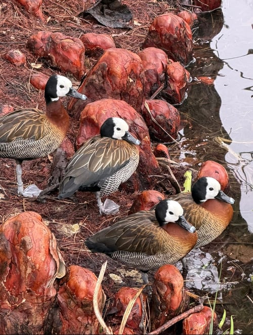 White-faced Whistling Ducks by the Taxodium distichum "knees" on the edge of the Moat in mid Winter