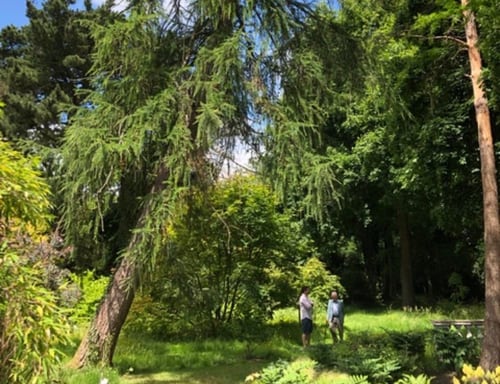 Arboretum custodians past and present: Hugh Johnson and Matthew O'Connell deep in conversation