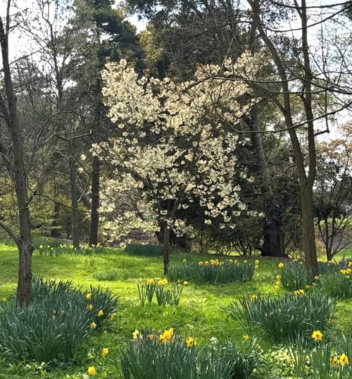 Daffodils and spring blossom in the Upper Arboretum
